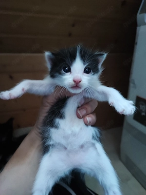 Katzenbabys 