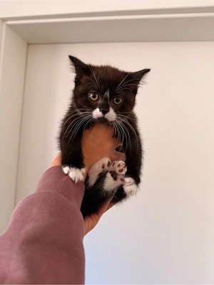 schwarz weiße Katze Perser Mix Kitten