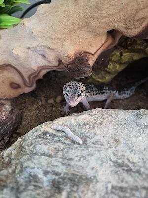 Leopardgecko 