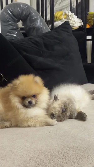 Pomeranian Welpe Baby