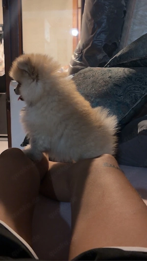Pomeranian Welpe Baby