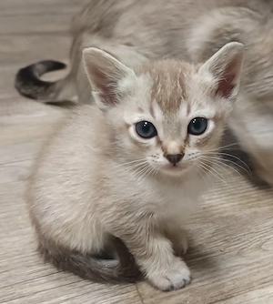 Singapura Siam Mix Kitten Kätzchen kleine Katze