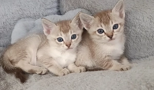 Singapura Siam Mix Kitten Kätzchen kleine Katze