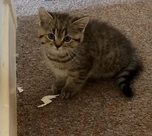 BKH Kätzchen (weiblich) in Brown-Silver-Spotted-Tabby   