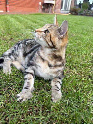 Katze, Kater, Hauskatze 