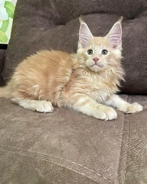  **Wunderschöne Maine-Coon-Kätzchen suchen ein liebevolles Zuhause!** 