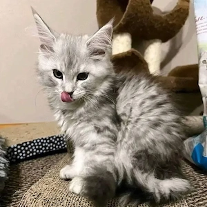 #  Zwei wunderschöne Maine-Coon-Kätzchen suchen ein liebevolles Zuhause 