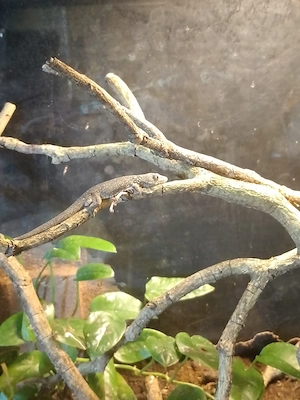 1.0. eurydactylodes occidentalis, chamäleongecko