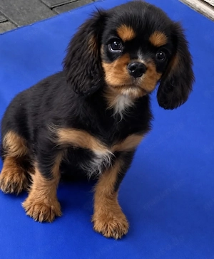 Cavalier King Charles Spaniel Welpe Rüde in black and tan
