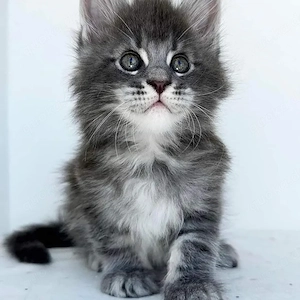  **3 wunderschöne Maine-Coon-Kätzchen suchen ein liebevolles Zuhause** 