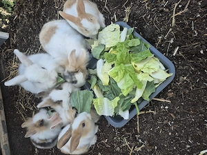 Kaninchen Babys geb 15.8.26