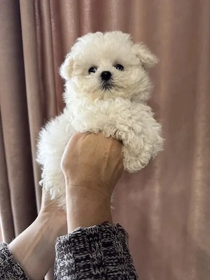 Bichon Frisé