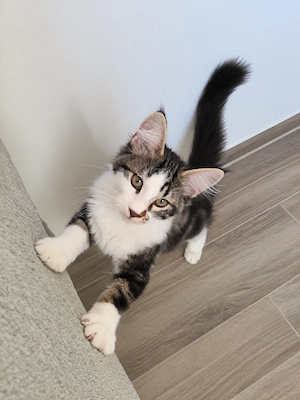 Maine Coon Kitten reinrassig ohne Papiere 