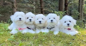 Bichon Frise
