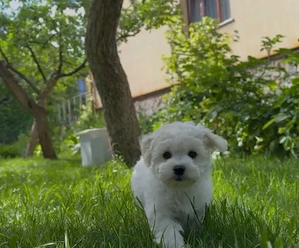 Bichon Frisé Welpen   Rüden und Hündinnen verfügbar