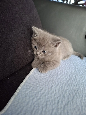 Brittischkurzhaar Kitten