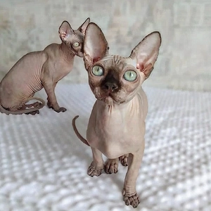 # 3 wunderschöne Sphynx-Kätzchen suchen ein liebevolles Zuhause   