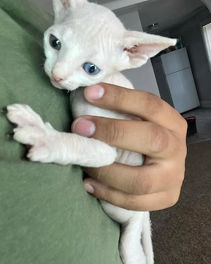 #  2 wunderschöne Sphynx-Kätzchen suchen ein liebevolles Zuhause 