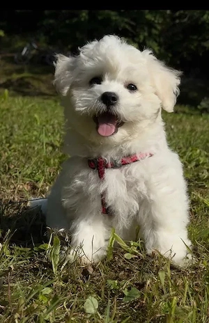 Bichon Frise