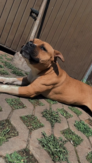 American Stafford Mix Dame 