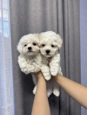 Bichon Frise