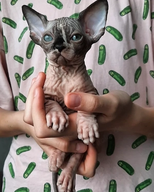  **3 bezaubernde Sphynx-Kätzchen suchen ein liebevolles Zuhause!** 