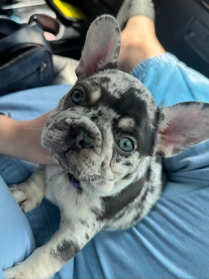 Bezaubernde    Lilac-Merle-Französische-Bulldoggen-Hündin