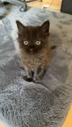 Süsse russisch blau kitten 