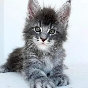  **3 wunderschöne Maine-Coon-Kätzchen suchen ein liebevolles Zuhause** 