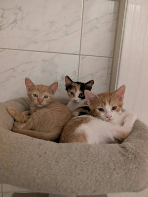 3  Katzenbabys Kitten Weibchen suchen Ihr Plätzchen 