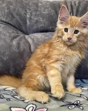 #  Wunderschöne Maine-Coon-Kätzchen suchen ein liebevolles Zuhause 