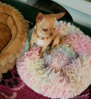 Chihuahua Hündin  KH Schoke red fawn