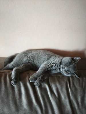 BKH Kitten reinrassige weiblich 