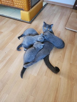 BKH Knuddelbärchen Britisch Kurzhaar Kitten Auszugsbereit