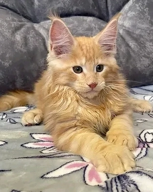  **Zwei wunderschöne Maine-Coon-Kätzchen suchen ein liebevolles Zuhause** 