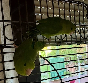 Sperlingspapageien   1 Männchen & 1 Weibchen abzugeben   