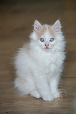 maincoon kitten 
