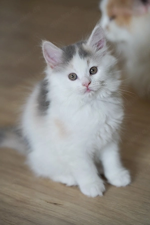 maincoon kitten 
