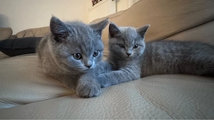 2 BKH Blue Kitten männlich Geb. 09.07.