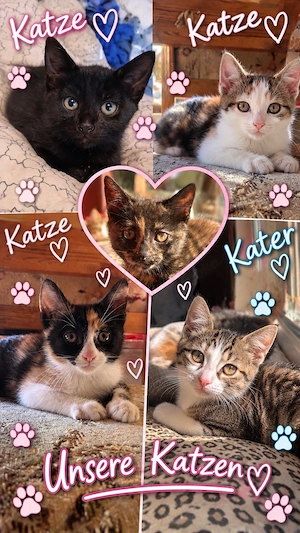 katzen kitten suchen zuhause 
