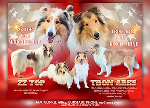 Wir erwarten Collie Welpen Ami linien 