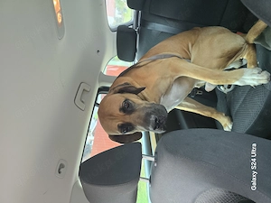 Doggen Mix 1 Jahr alt 