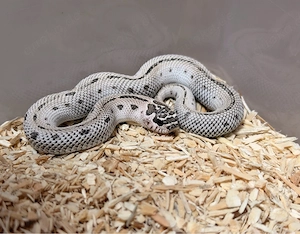 Heterodon Nasicus , Hakennasennatter 