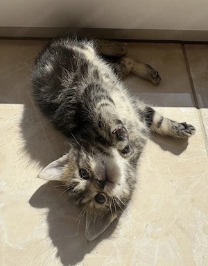 Baby Kätzchen 