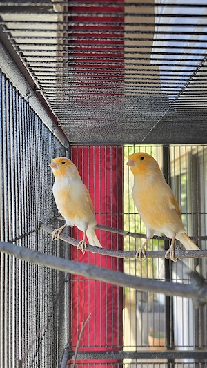 Kanarienvögel mit Käfig