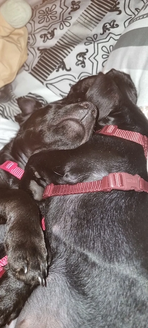 Pinscher-Jack-Russell-Mix welpen