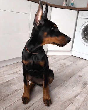  **3 wunderschöne Dobermann-Welpen suchen ein liebevolles Zuhause!** 