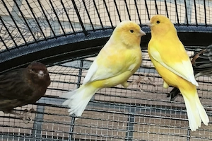 Einige Kanarien Vögel