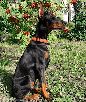  2 Beautiful Doberman Puppies Looking for Loving Homes 