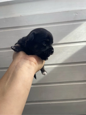 super süße Chihuahua Welpen